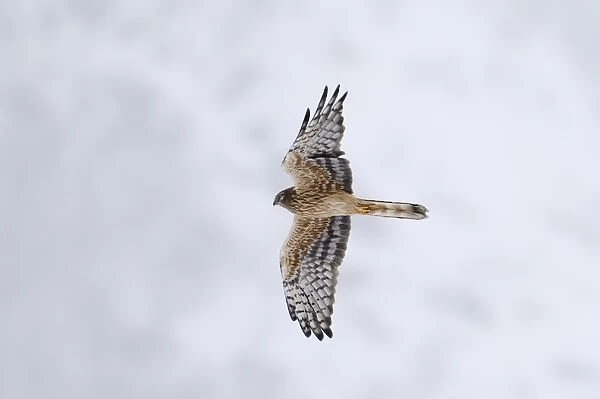 Montagus Harrier Circus pygargus female migrating through blizzard Great Caucasus