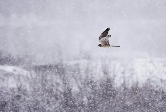 Framed Print : Montagus Harrier Circus pygargus female migrating through blizzard Great Caucasus Framed Print : Montagus Harrier Circus pygargus female migrating through blizzard Great Caucasus