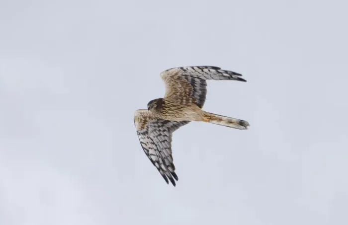 Framed Print : Montagus Harrier Circus pygargus female migrating through blizzard Great Caucasus Framed Print : Montagus Harrier Circus pygargus female migrating through blizzard Great Caucasus