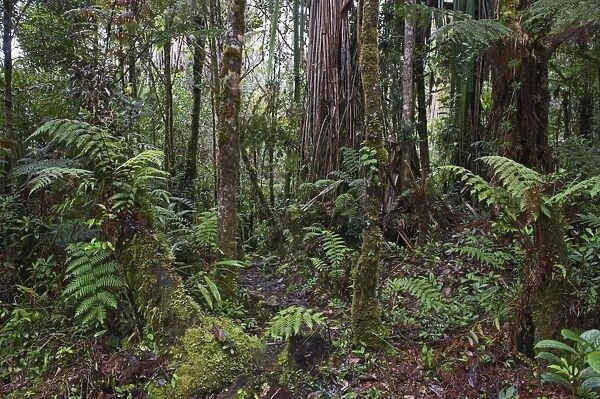 Montane Rainforest around Mt Hagen in Western Highlands of Papua New Guinea