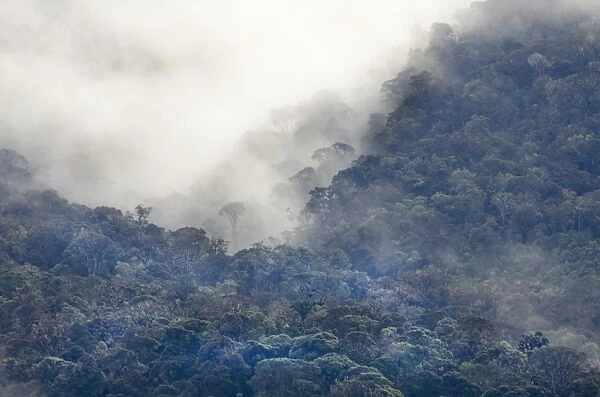 Montane Rainforest around Mt Hagen in Western Highlands of Papua New Guinea