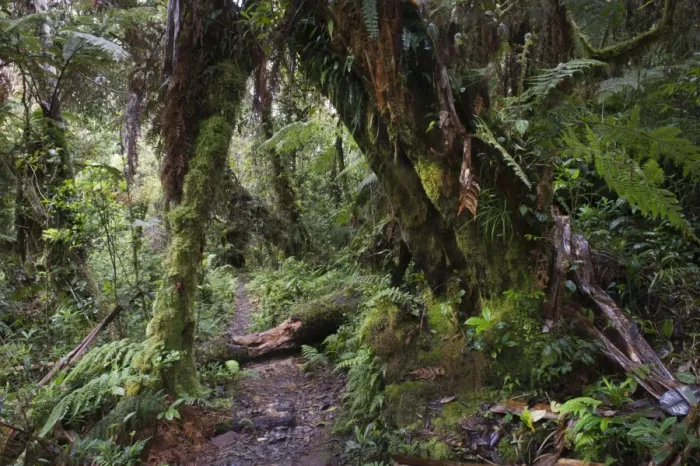 Framed Print : Montane Rainforest around Mt Hagen in Western Highlands of Papua New Guinea Framed Print : Montane Rainforest around Mt Hagen in Western Highlands of Papua New Guinea