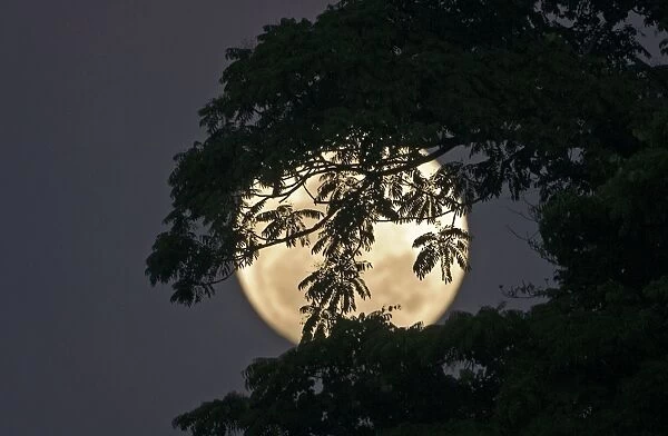 Moon rising behind forest on Palawan Philippines