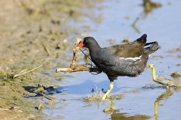Moorhen carrying nest material UK May