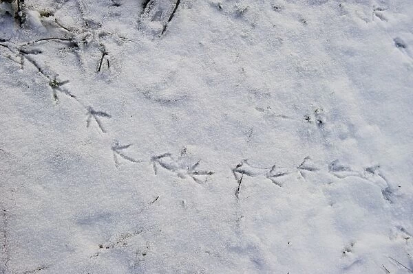 Moorhen foot prints in snow on banks of River Yare at Ferry Lane Wood Postwick Norfolk