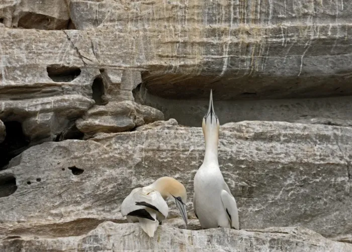 Framed Print : Morus bassanus northern gannet gannet sky pointing Framed Print : Morus bassanus northern gannet gannet sky pointing