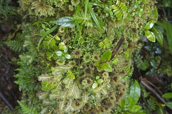 Moss and Liverwort detail on log in montane forest near Mt Hagen Western Highlands