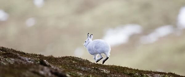 Mountain Hare Lepus timidus Cairngorm National Park Scotland winter