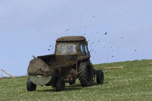 Muck spreading on grazing land Fetlar Shetland Scotland June