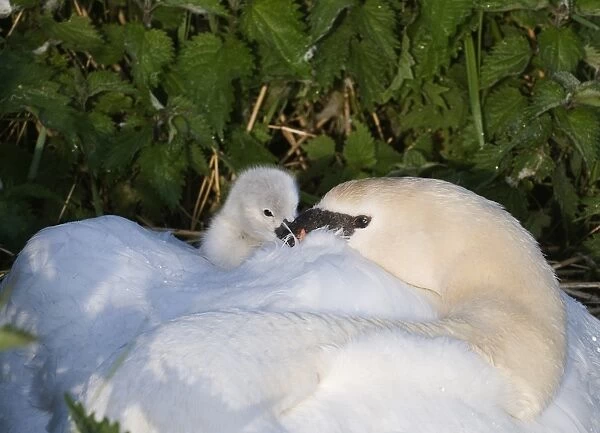 Mute Swan Cygnus olor brooding day old cygnets Cley Norfolk May
