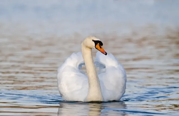 Framed Print : Mute Swan Cygnus olor cob (male) Norfolk UK spring Framed Print : Mute Swan Cygnus olor cob (male) Norfolk UK spring