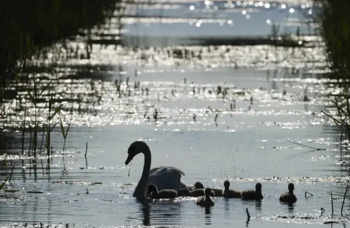 Framed Print : Mute Swan Cygnus olor with cygnets Cley Norfolk summer Framed Print : Mute Swan Cygnus olor with cygnets Cley Norfolk summer