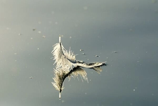 Mute Swan, Cygnus olor, feather