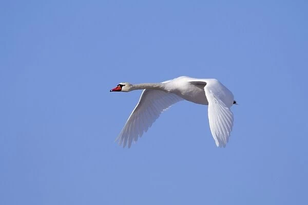 Mute Swan Cygnus olor in flight UK winter