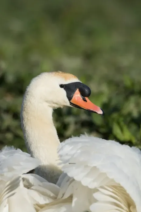 Framed Print : Mute Swan Cygnus olor male (cob) Cley Norfolk Framed Print : Mute Swan Cygnus olor male (cob) Cley Norfolk