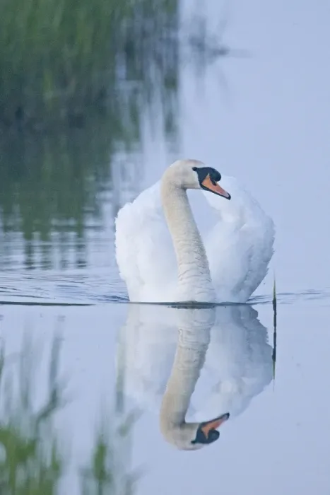 Framed Print : Mute Swan Cygnus olor male (cob) Cley Norfolk April Framed Print : Mute Swan Cygnus olor male (cob) Cley Norfolk April