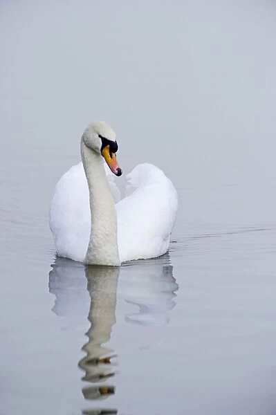 Mute Swan Cygnus olor male Norfolk winter