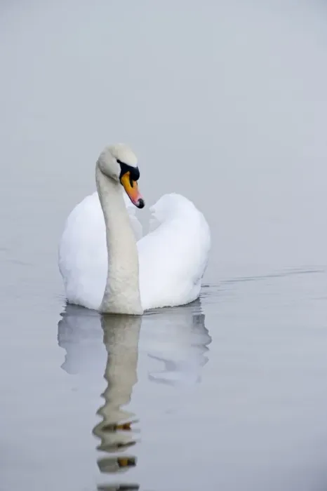 Framed Print : Mute Swan Cygnus olor male Norfolk winter Framed Print : Mute Swan Cygnus olor male Norfolk winter