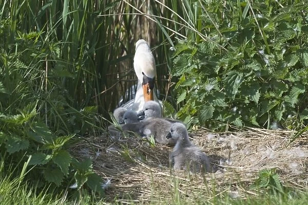 Mute Swan Cygnus olor with newborn chicks Cley Norfolk May