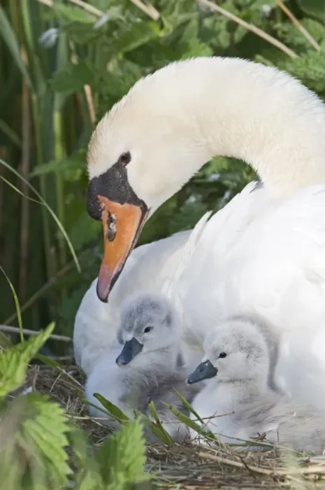 Framed Print : Mute Swan Cygnus olor with newborn chicks Cley Norfolk May Framed Print : Mute Swan Cygnus olor with newborn chicks Cley Norfolk May