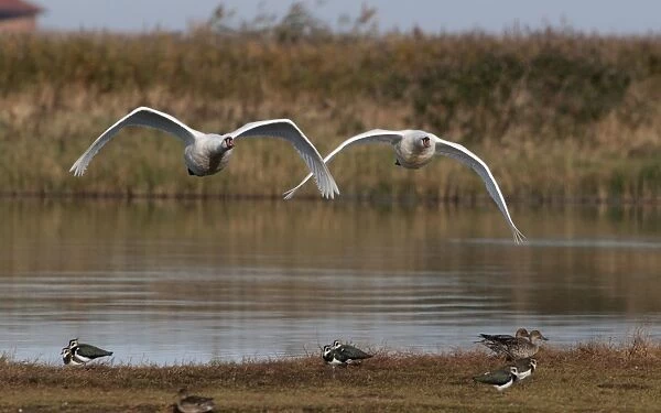 Mute Swan Cygnus olor pair Cley Norfolk winter