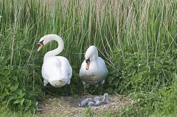 Mute Swan Cygnus olor pair with day old cygnets Cley Norfolk May