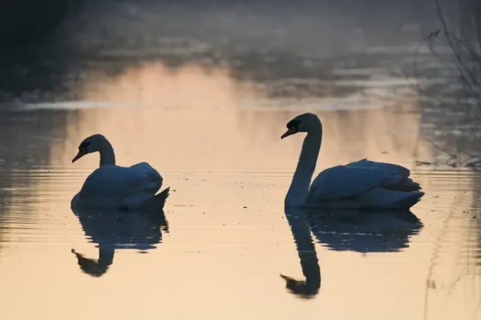 Framed Print : Mute Swan Cygnus olor pair in dyke at dawn Cley NWT Reserve Norfolk Framed Print : Mute Swan Cygnus olor pair in dyke at dawn Cley NWT Reserve Norfolk