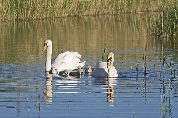 Mute Swan Cygnus olor pair with newborn chicks Cley Norfolk May