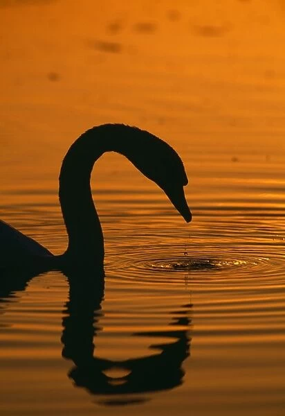Mute Swan, Cygnus olor, UK, autumn