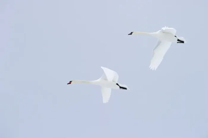 Framed Print : Mute Swans Cygnus olor Scotland winter