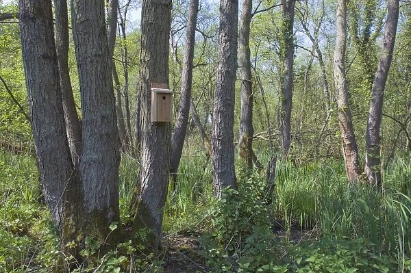 Nest box for tits in woodland Norfolk spring