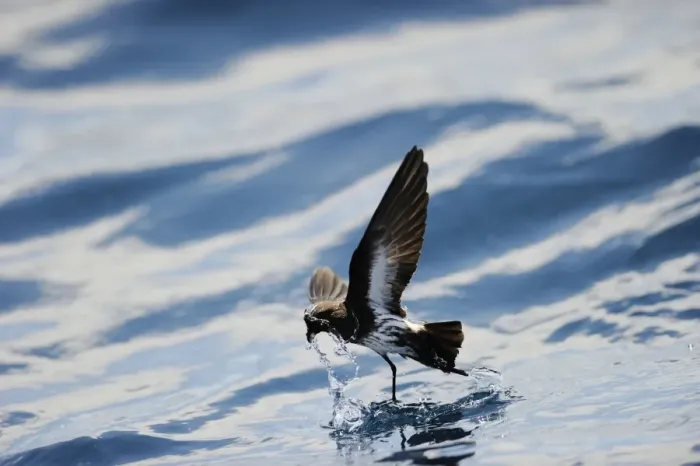Framed Print : New Zealand Storm Petrel Oceanites maorianus Hauraki Gulf off North Island New Zealand