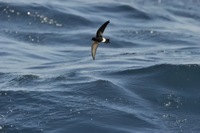 Framed Print : New Zealand Storm Petrel Oceanites maorianus Hauraki Gulf off North Island New Zealand Framed Print : New Zealand Storm Petrel Oceanites maorianus Hauraki Gulf off North Island New Zealand