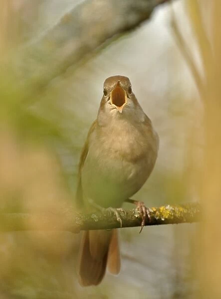Nightingale Luscinia megarhynchos in song Kent