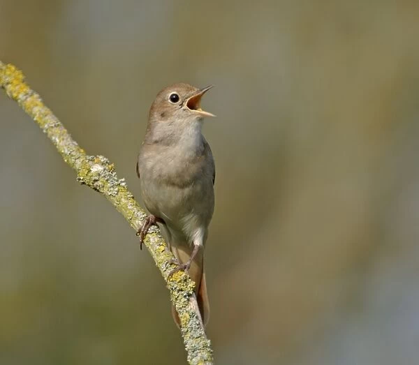 Nightingale Luscinia megarhynchos in song Kent, April