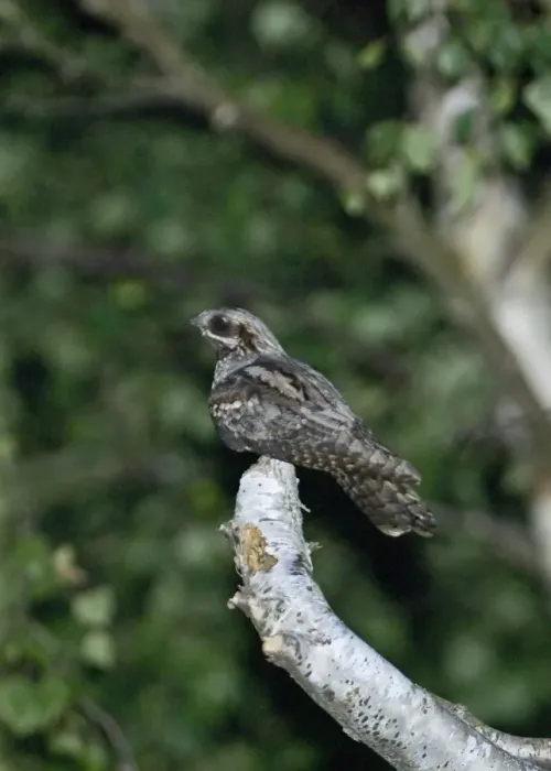 Framed Print : Nightjar Caprimulgus caprimulgus male churring on song perch North Norfolk summer Framed Print : Nightjar Caprimulgus caprimulgus male churring on song perch North Norfolk summer