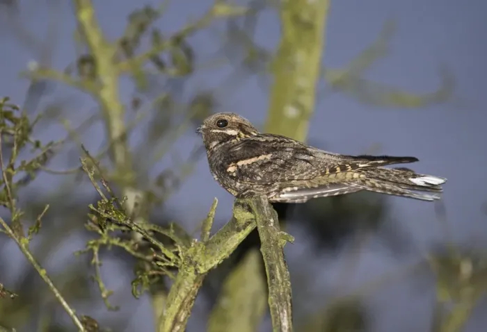 Framed Print : Nightjar Caprimulgus europaea male churring on song post Norfolk May Framed Print : Nightjar Caprimulgus europaea male churring on song post Norfolk May