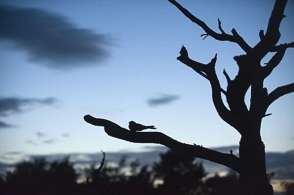Nightjar Caprimulgus europaeus at dusk on heath North Norfolk July