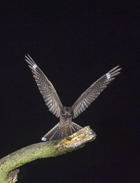 Nightjar Caprimulgus europaeus landing on song post on heath North Norfolk July