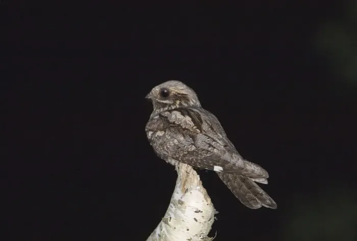 Framed Print : Nightjar Caprimulgus europaeus male churring (singing) from song post on forest edge