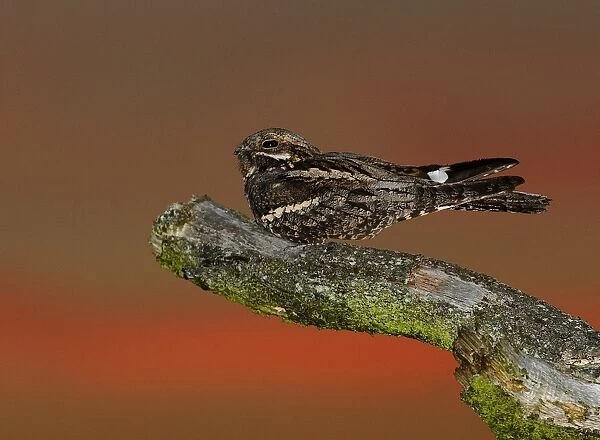 Nightjar Caprimulgus europaeus male churring on song post North Norfolk June