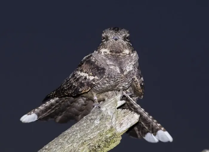 Framed Print : Nightjar Caprimulgus europaeus male churring on song post North Norfolk June Framed Print : Nightjar Caprimulgus europaeus male churring on song post North Norfolk June