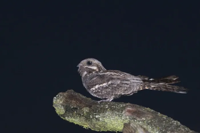 Framed Print : Nightjar Caprimulgus europaeus male churring on song post North Norfolk June Framed Print : Nightjar Caprimulgus europaeus male churring on song post North Norfolk June