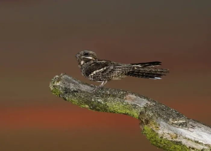 Framed Print : Nightjar Caprimulgus europaeus male churring on song post North Norfolk June Framed Print : Nightjar Caprimulgus europaeus male churring on song post North Norfolk June