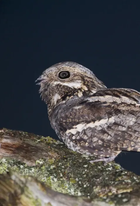 Framed Print : Nightjar Caprimulgus europaeus male churring on song post North Norfolk June Framed Print : Nightjar Caprimulgus europaeus male churring on song post North Norfolk June