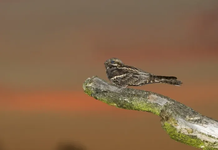 Framed Print : Nightjar Caprimulgus europaeus male churring on song post North Norfolk June Framed Print : Nightjar Caprimulgus europaeus male churring on song post North Norfolk June