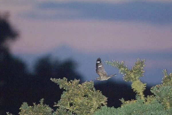 Nightjar Caprimulgus europaeus male in display flight over heath soon after dusk