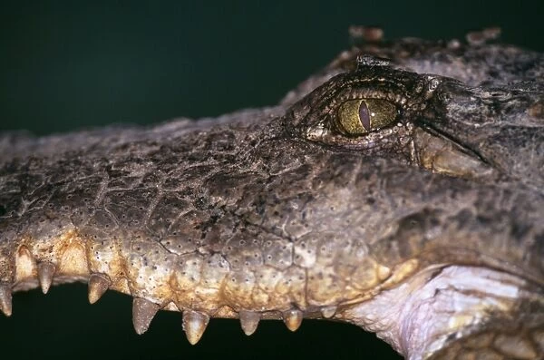 Nile Crocodile Gambia Africa