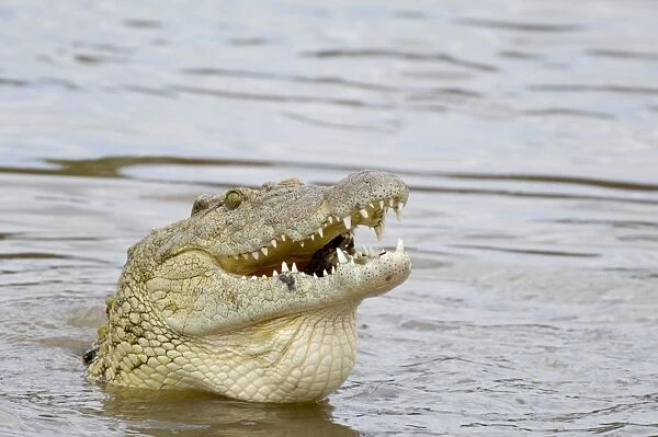 Nile Crocodile Mara River Masai Mara Kenya
