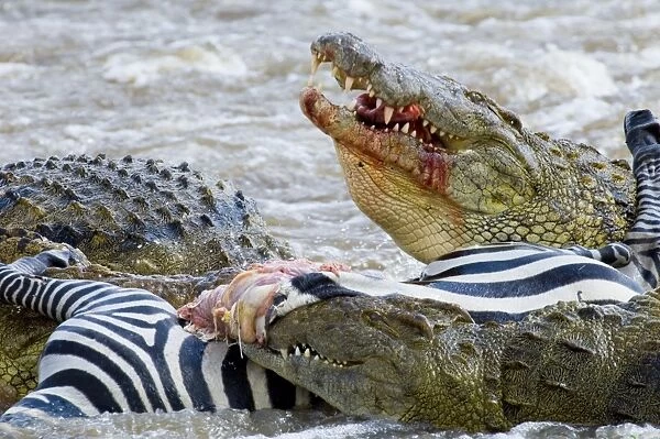 Nile Crocodiles feeding on Zebra foal Mara River Masai Mara Kenya